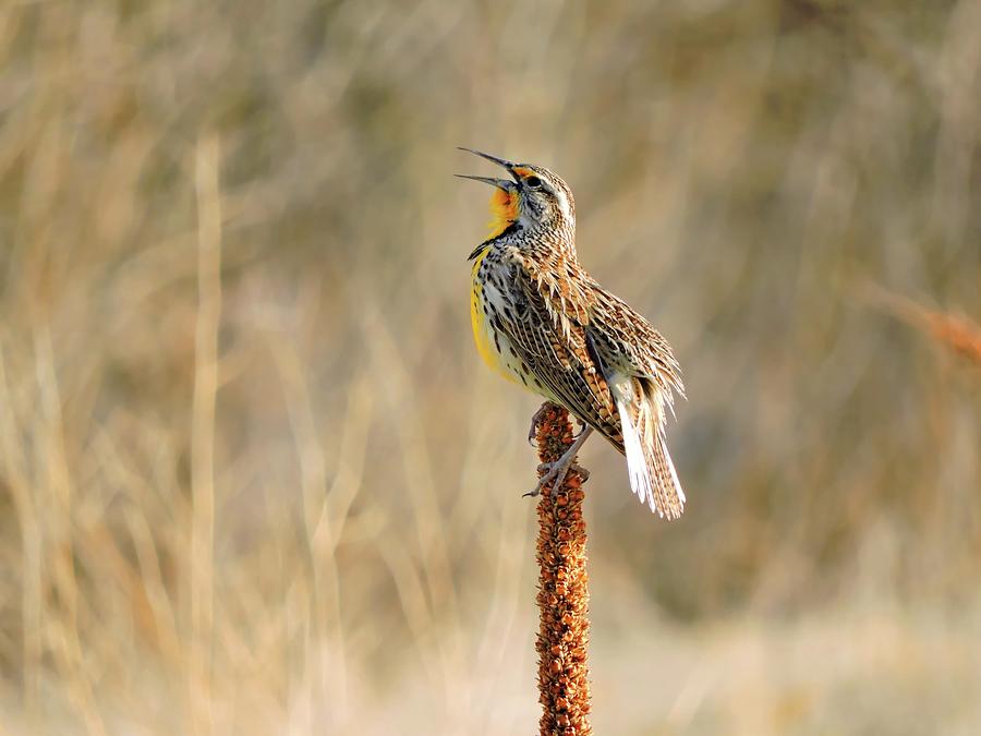Wildlife Photograph - Western Meadowlark by Connor Beekman