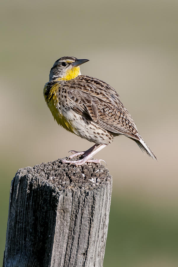 Western Meadowlark Photograph by Gary Lengyel