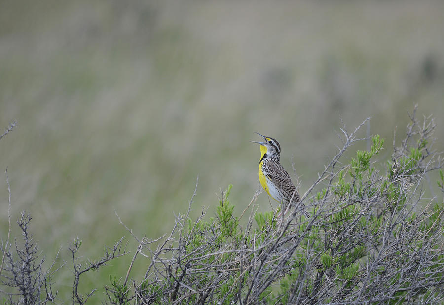 Western Meadowlark Morning Photograph by Whispering Peaks Photography