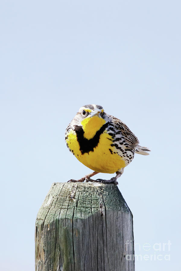 Western Meadowlark on a Post Photograph by Alyce Taylor