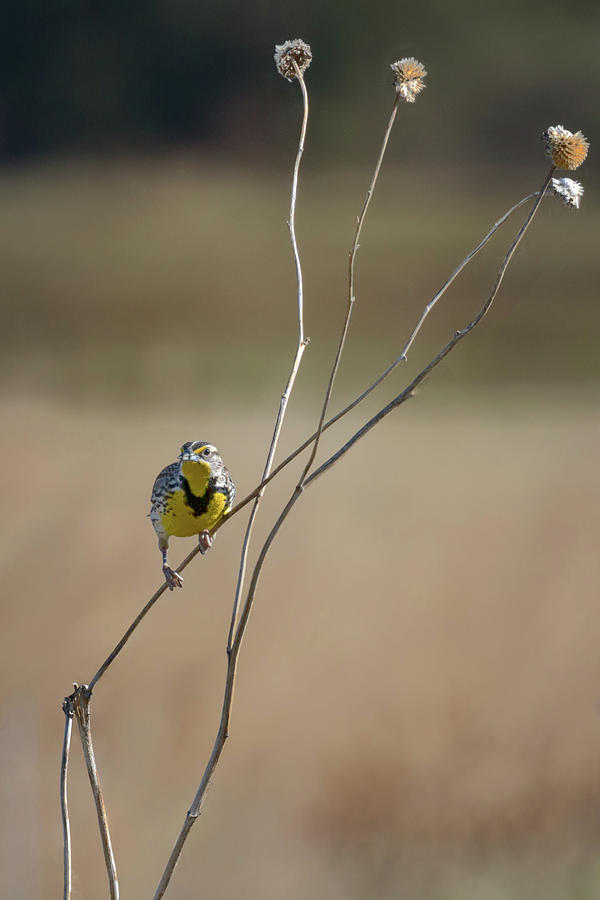 Western Meadowlark Photograph by Susan Rissi Tregoning