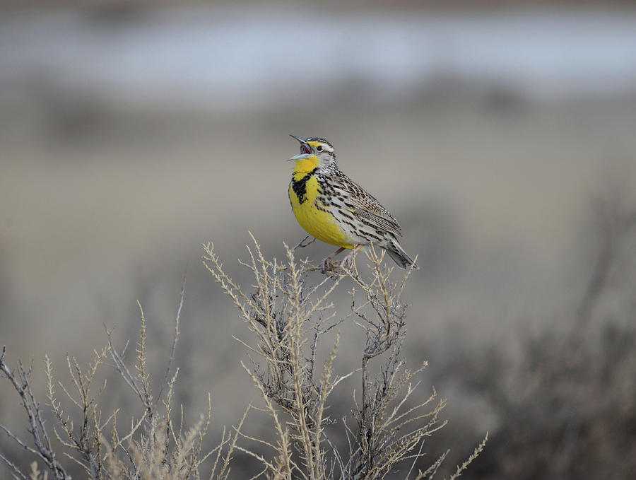 Western Meadowlark Photograph by Whispering Peaks Photography