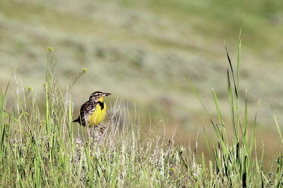 Western Meadowlark Yellowstone USA Photograph by Bob Savage