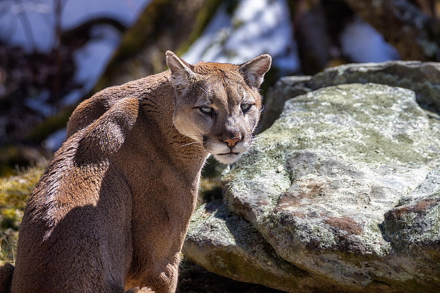 Wildlife Photograph - Western North Carolina - Grandfather Mountain Cougar  by Jason Penland