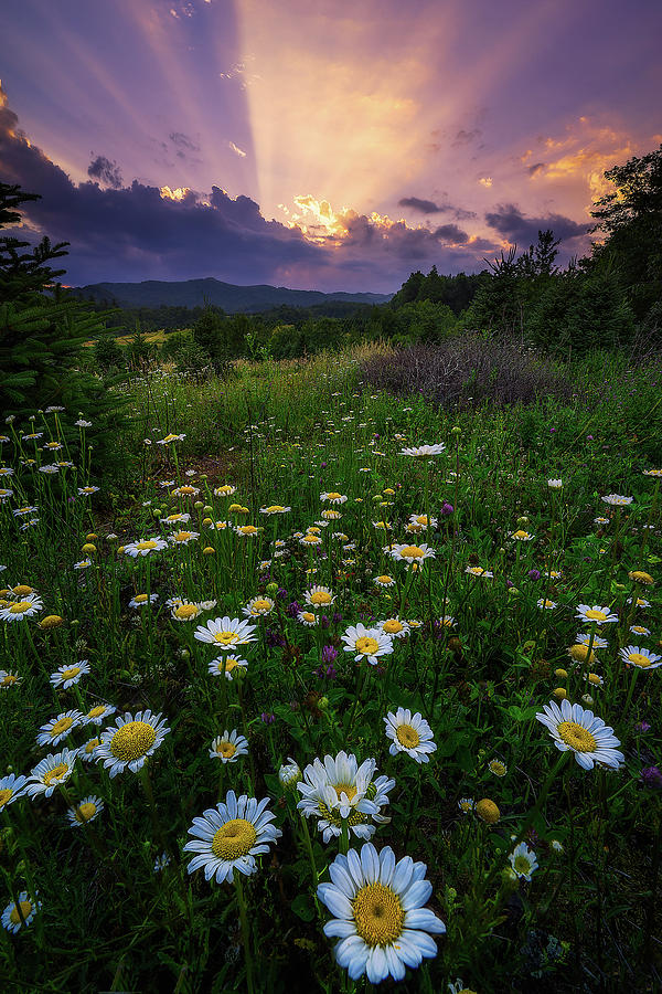Daisy Photograph - Western North Carolina - Life Elevated by Jason Penland Daisy Photograph - Western North Carolina - Life Elevated by Jason Penland