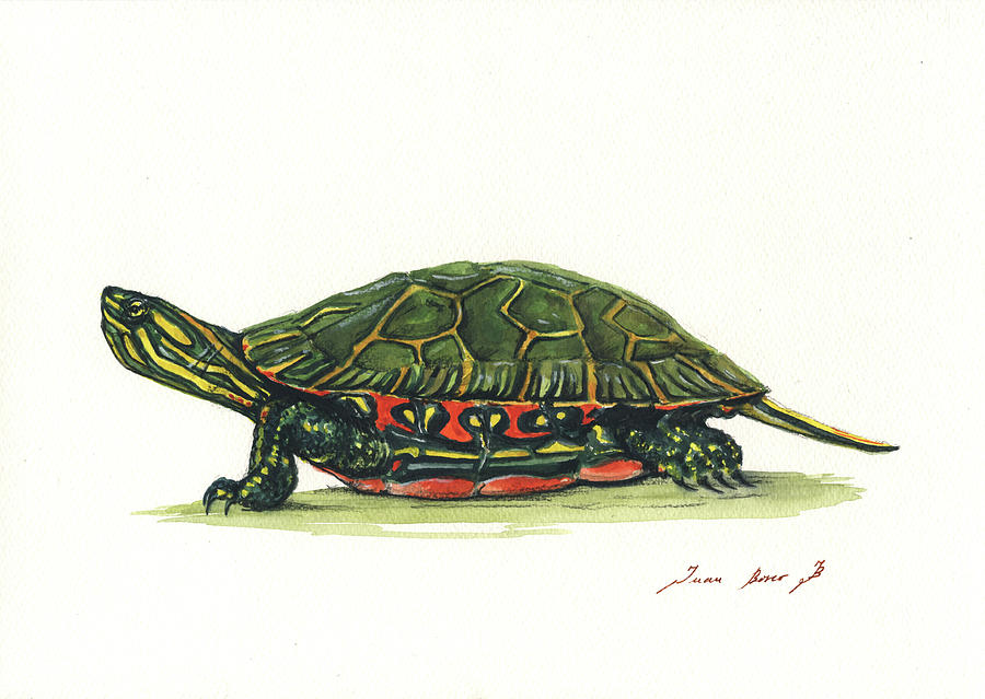 Western painted tortoise Painting by Juan Bosco