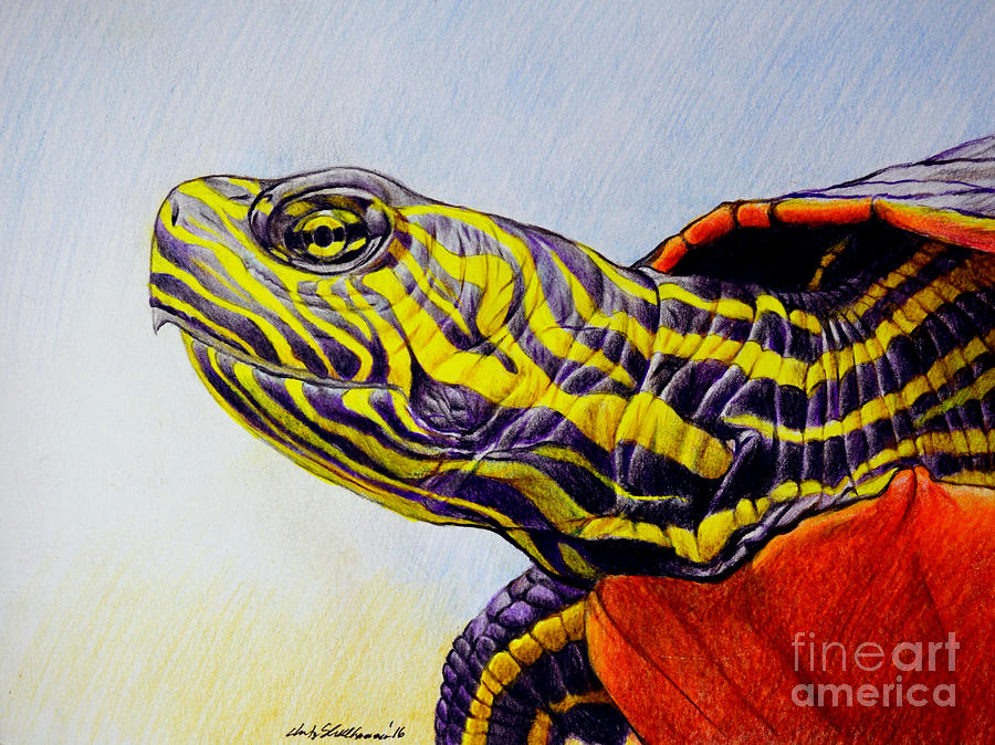 Western Painted Turtle Drawing by Christopher Shellhammer