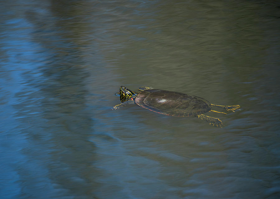 Western Painted Turtle Photograph by Robert Potts