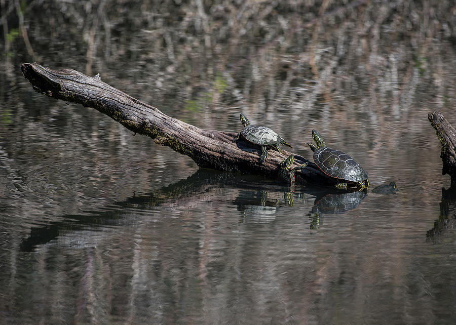 Western Painted Turtles on a Log Photograph by Robert Potts | Fine Art ...