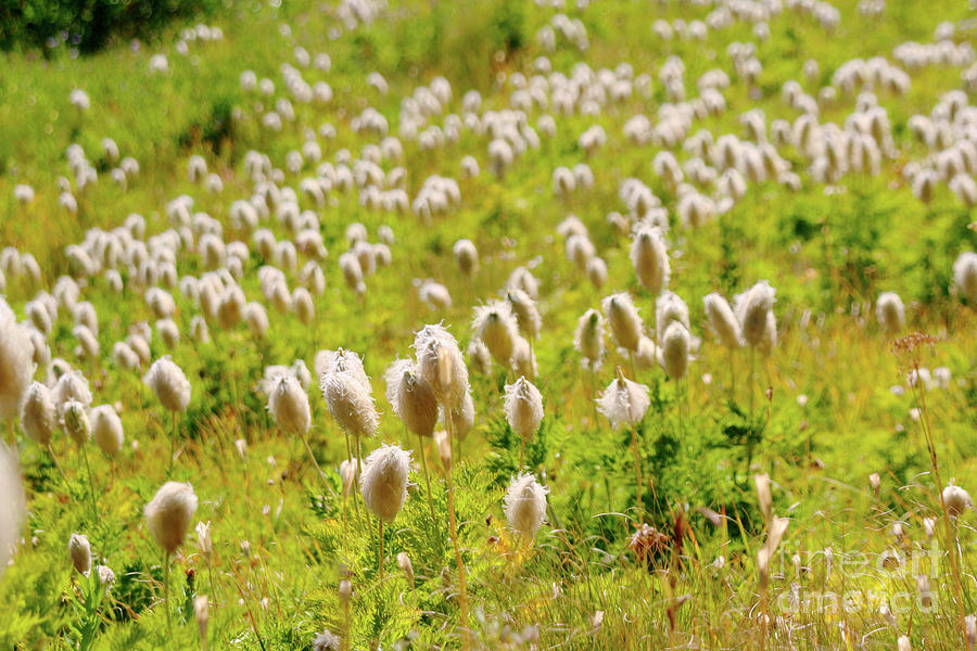 Western pasqueflower meadow on Mt. Hood Photograph by Bruce Block