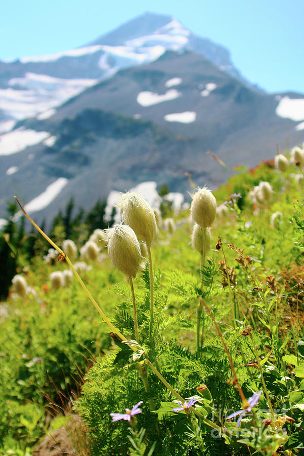 Western Pasqueflower Seedheads on Mt. Hood Photograph by Bruce Block