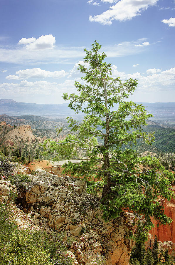 Western Pine Photograph by Susan McMenamin