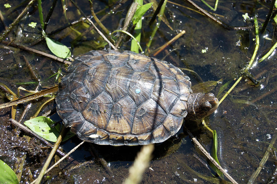 Western Pond Turtle, Actinemys marmorata Photograph by Breck ...
