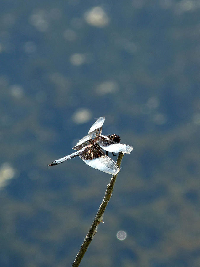 Widow Skimmer Dragonfly about to alight Photograph by Andrea Freeman ...