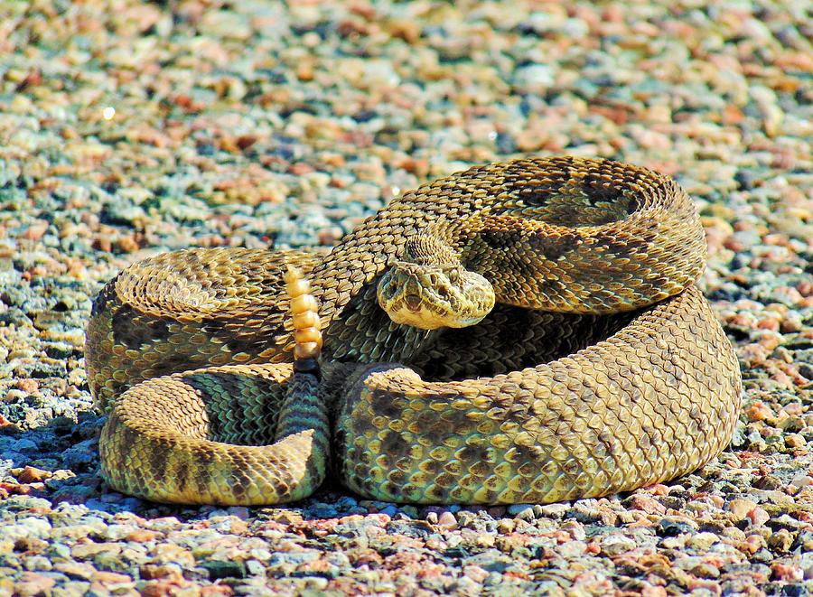 Western Rattlesnake Photograph by Carl Miller - Fine Art America