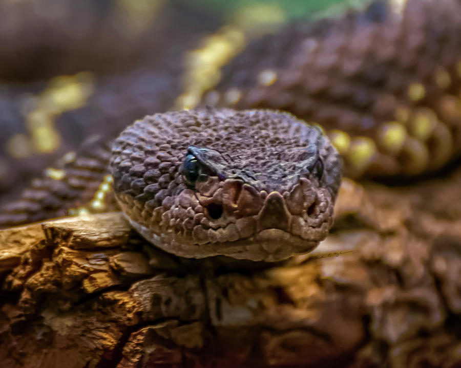 Western Rattlesnake h1819 Photograph by Mark Myhaver
