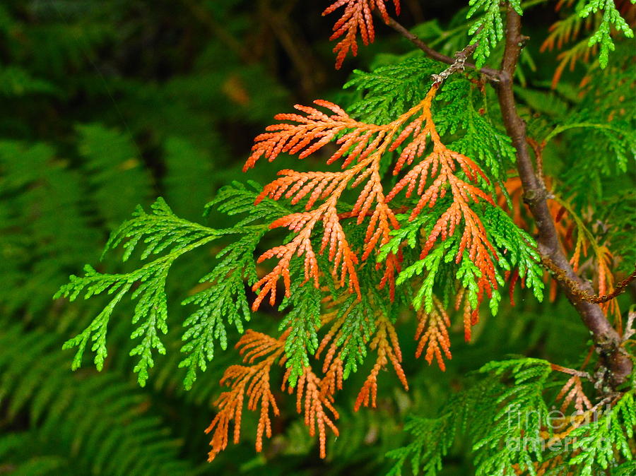 Western red cedar Photograph by Sean Griffin