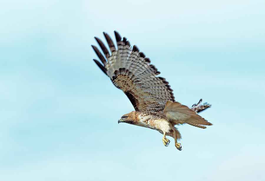 Western Red-Tailed Hawk Photograph by Jim Zablotny