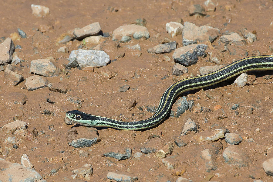 Western Ribbon Snake Photograph by Ronnie Maum