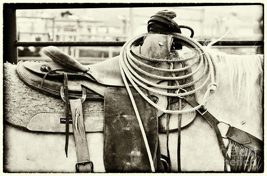Western Roping Saddle Photograph by Bob Christopher