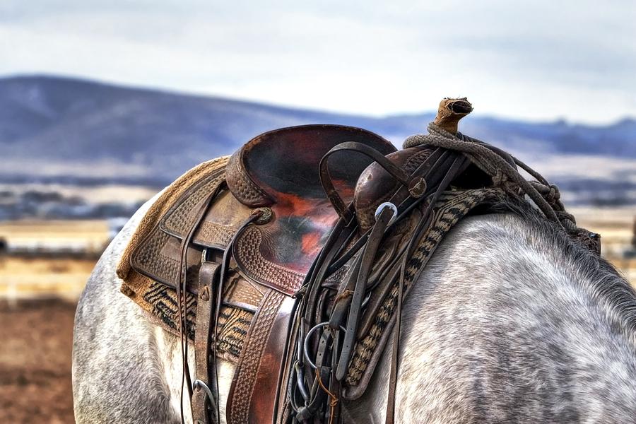 Western Saddle Grey Horse Photograph by Studio Artist