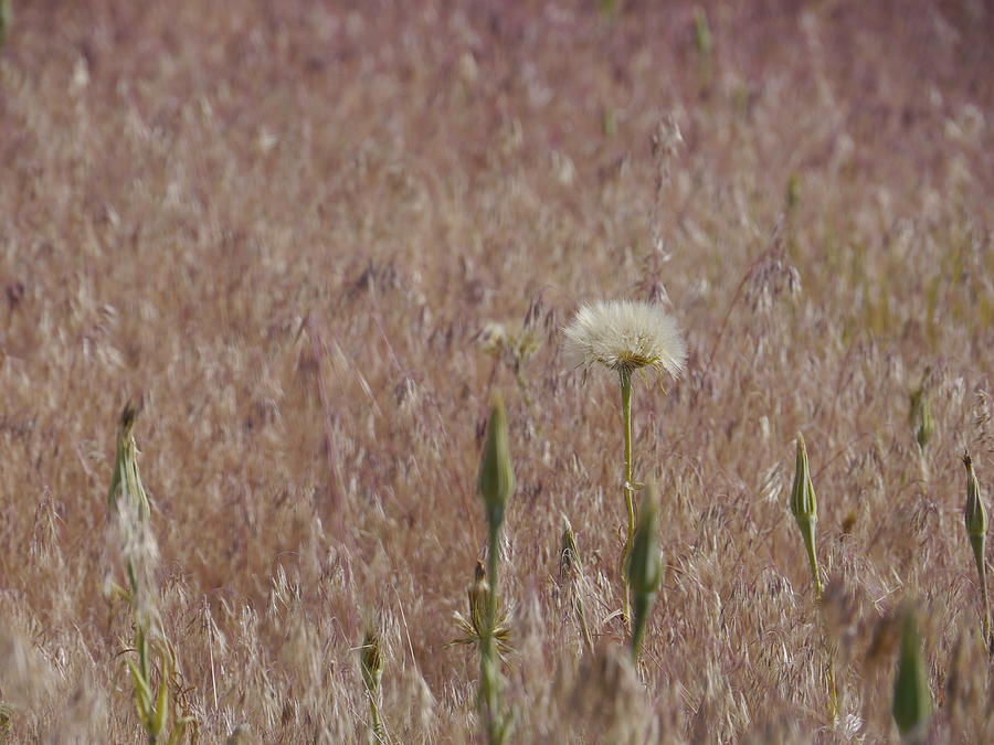 Field Photograph - Western Salsify Seed Head by Trance Blackman Field Photograph - Western Salsify Seed Head by Trance Blackman