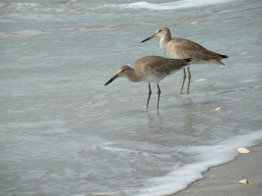 Western Sandpipers by the Sea Photograph by Rosalie Scanlon
