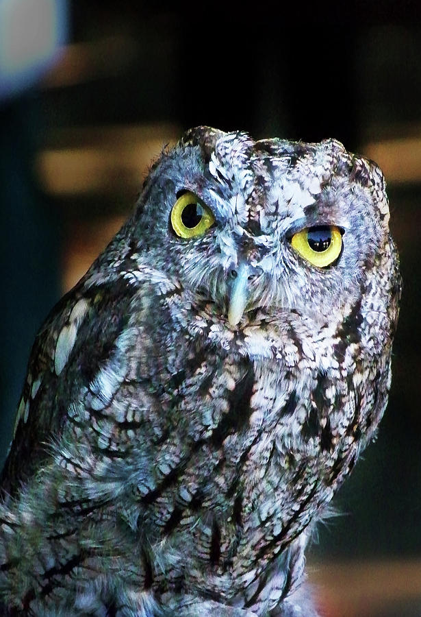 Western Screech Owl Photograph by Anthony Jones