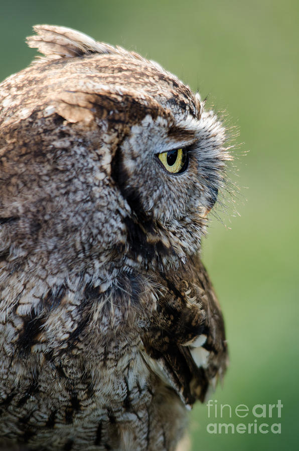 Owl Photograph - Western Screech Owl by Steev Stamford