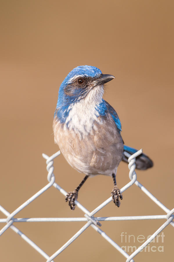 Western Scrub-Jay II Photograph by Clarence Holmes