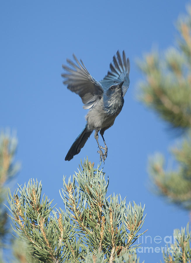 Western Scrub-jay Taking Off Photograph by Marie Read