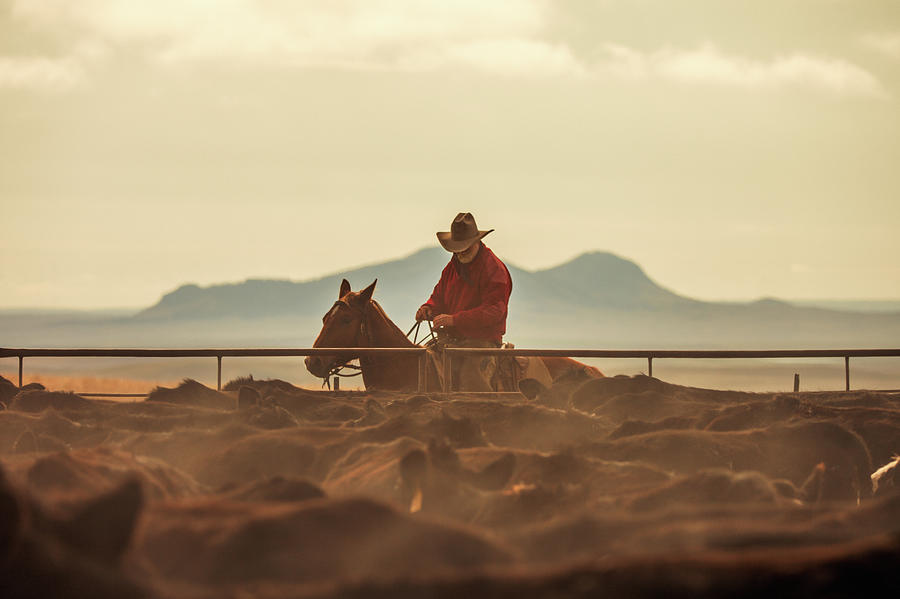 Western Singe Photograph by Todd Klassy