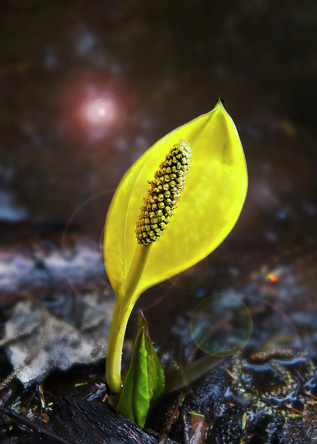 Western Skunk Cabbage Photograph by John Christopher