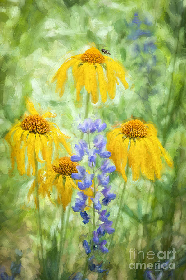 Western Sneezeweed and Lupine Photograph by Marianne Jensen