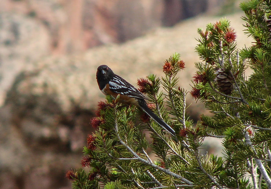 Western Spotted Towhee Photograph by Carl Moore