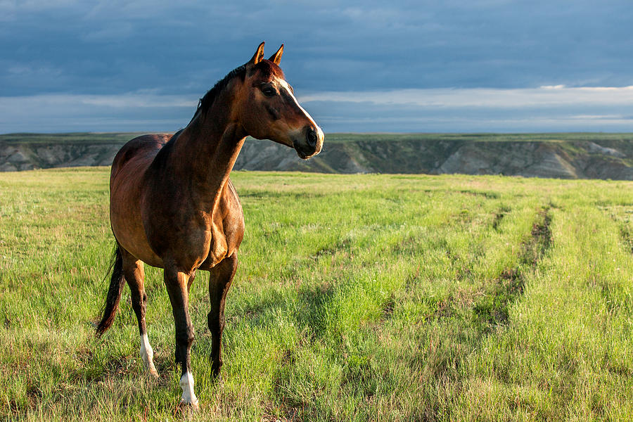 Western Stallion Photograph by Todd Klassy