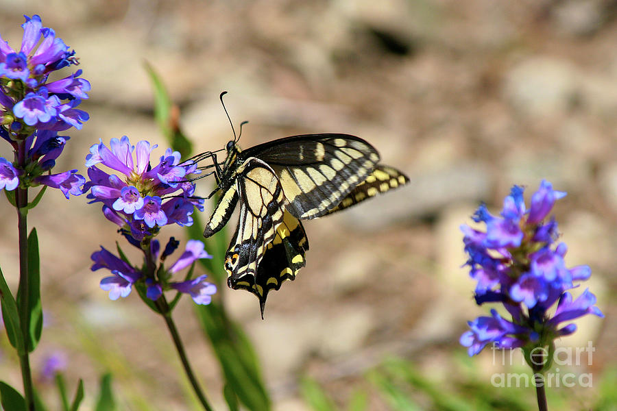 Western Tiger Swallowtail Photograph by Bruce Block