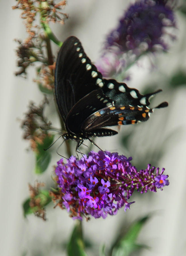 Western Swallowtail Butterfly Photograph by Kathleen Stephens