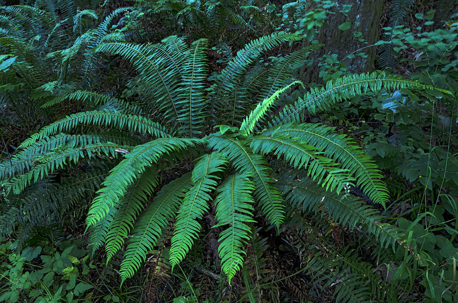 Western Sword Fern in Silver Falls State Park, Oregon Photograph by ...