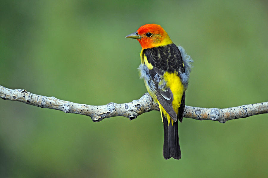Western Tanager 1 Photograph by Diana Douglass