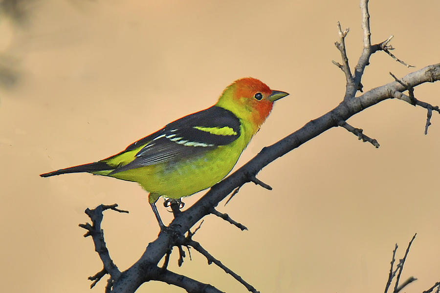 Western Tanager Photograph by Alan Lenk