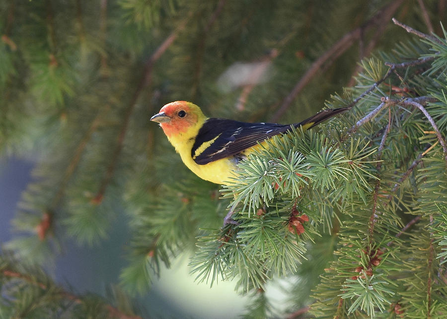 Western Tanager Photograph by Ben Foster Western Tanager Photograph by Ben Foster