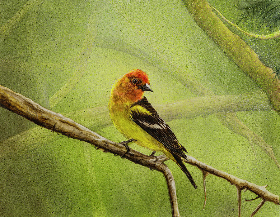 Western Tanager Painting by Carol Hanna - Fine Art America