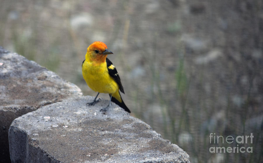 Western Tanager Photograph by Cindy Murphy - NightVisions 