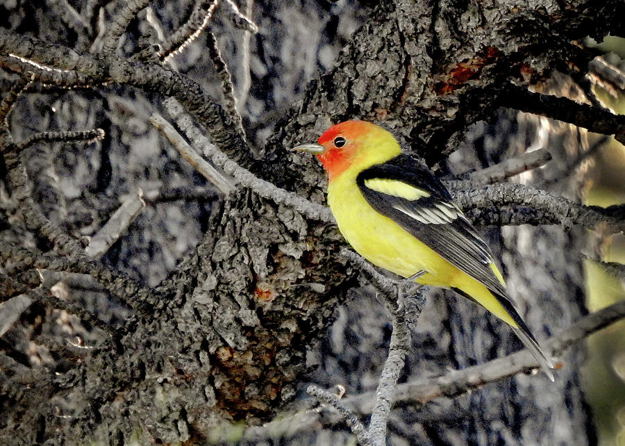 Western Tanager Photograph by Dawn Key