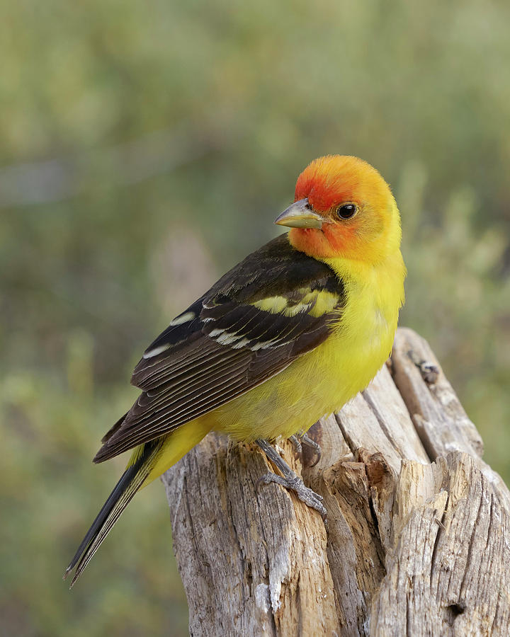 Birds Photograph - Western Tanager by Doug Herr Birds Photograph - Western Tanager by Doug Herr