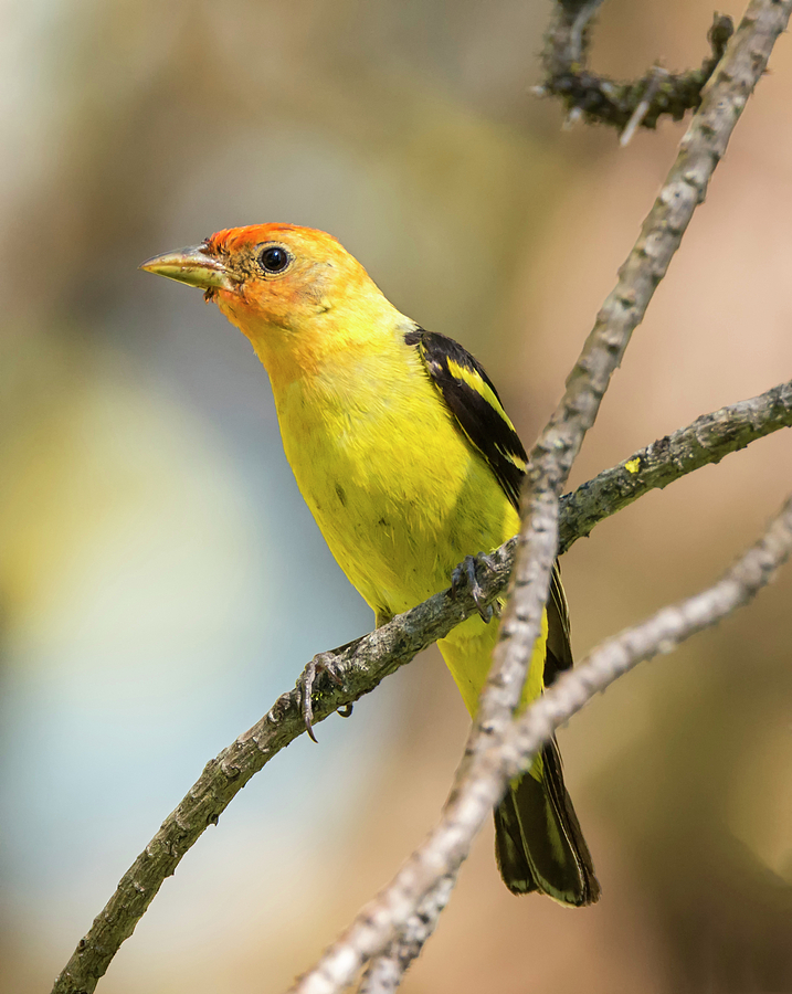 Western Tanager in the Forest Photograph by Loree Johnson