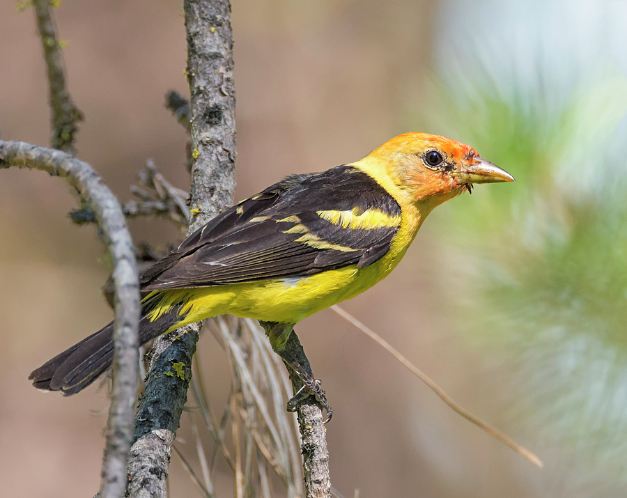 Western Tanager in the Pines Photograph by Loree Johnson