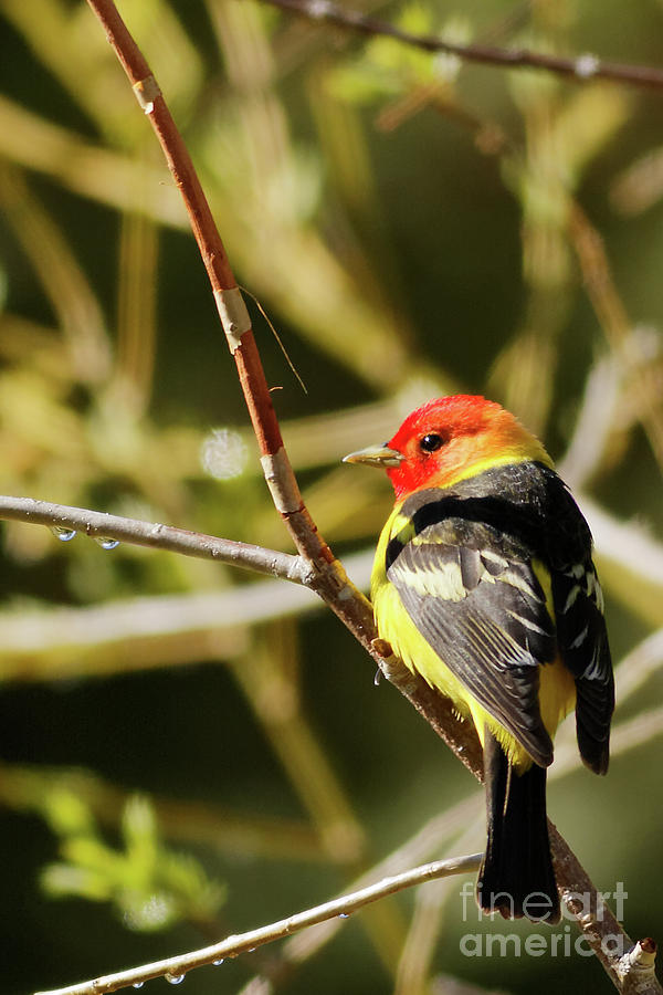 Western Tanager in the Rocky Mountains of Colorado Photograph by Natural Focal Point Photography