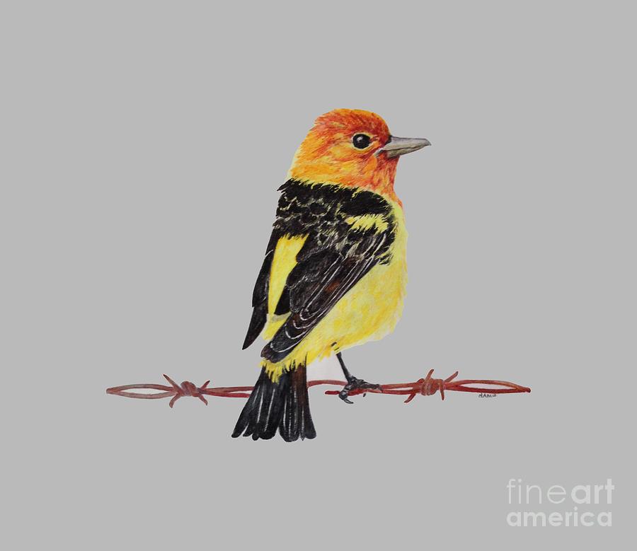 Western Tanager Drawing by Jamie Silker Fine Art America